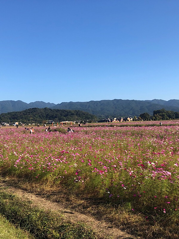 藤原京でコスモス満開です。